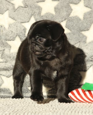 Les chiots de Carlin