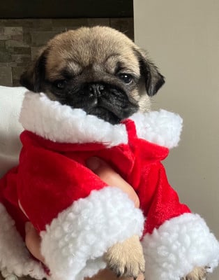 Les chiots de Carlin