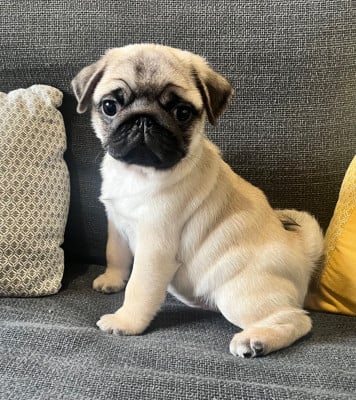 Les chiots de Carlin