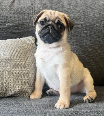 Les chiots de Carlin