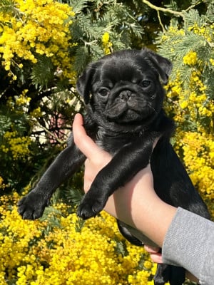 Les chiots de Carlin