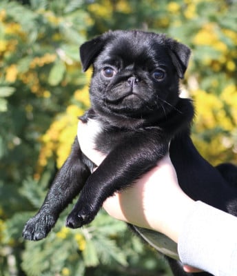 Les chiots de Carlin