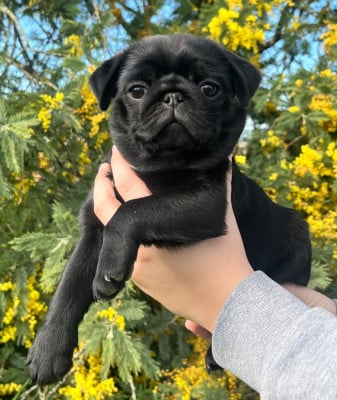 Les chiots de Carlin