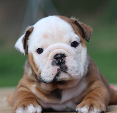 Les chiots de Bulldog Anglais