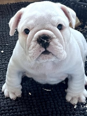 Les chiots de Bulldog Anglais