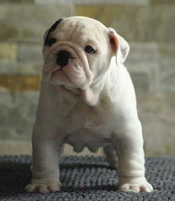 Bulldog Anglais