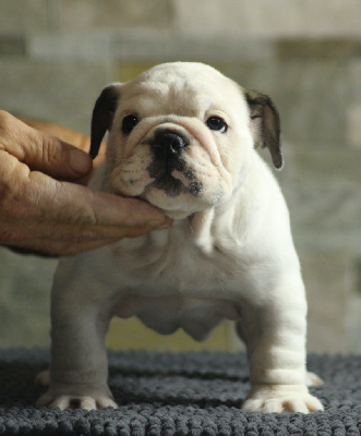 Les chiots de Bulldog Anglais