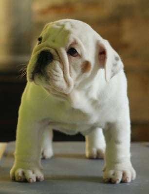 Les chiots de Bulldog Anglais