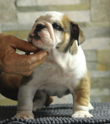 Les chiots de Bulldog Anglais