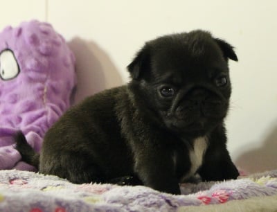 Les chiots de Carlin