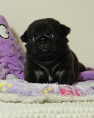 Les chiots de Carlin