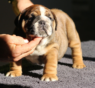 Les chiots de Bulldog Anglais