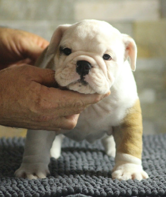 Les chiots de Bulldog Anglais