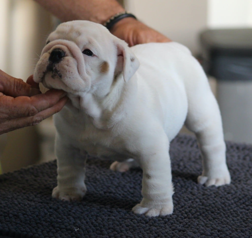 Bulldog Anglais - New Soul