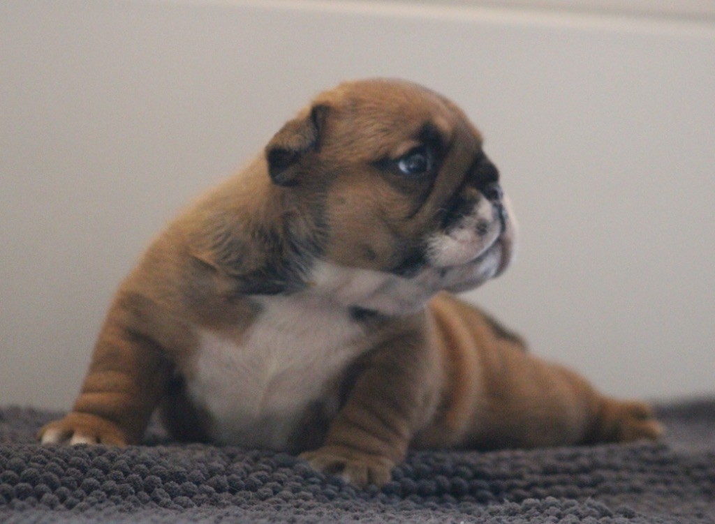 New Soul Always in my heart dit Azel