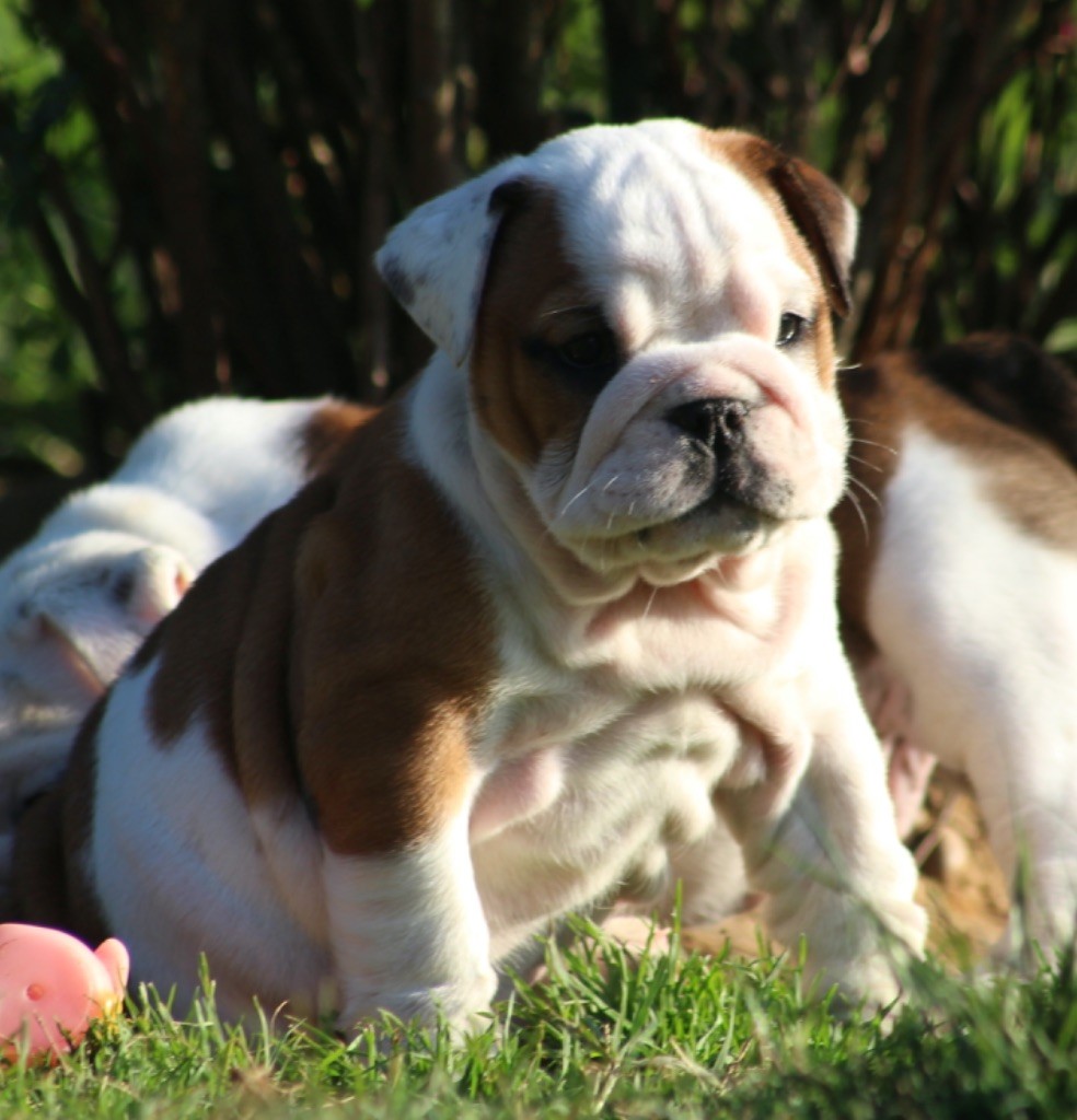 New Soul All about Love