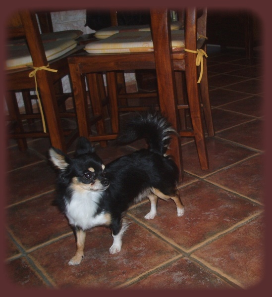 Publication : Des Picholines Auteur : Nath with an H