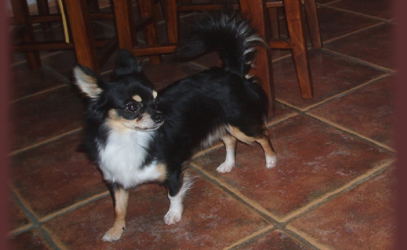 Publication : Des Picholines Auteur : Nath with an H