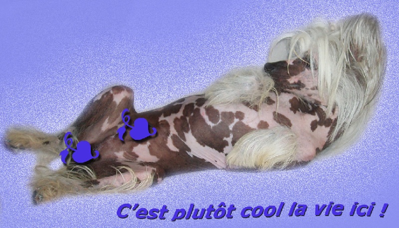 Oriental jokes Twillight - Sujet sorti EXCELLENT