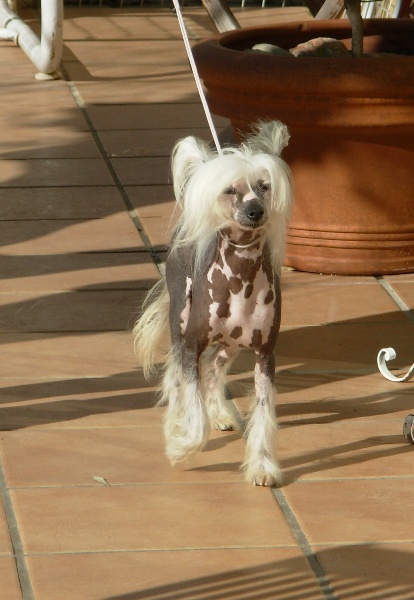 Oriental jokes Twillight - RCACS-S