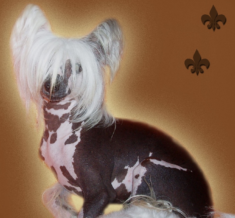 Oriental jokes Twillight - 4ème EXCELLENT