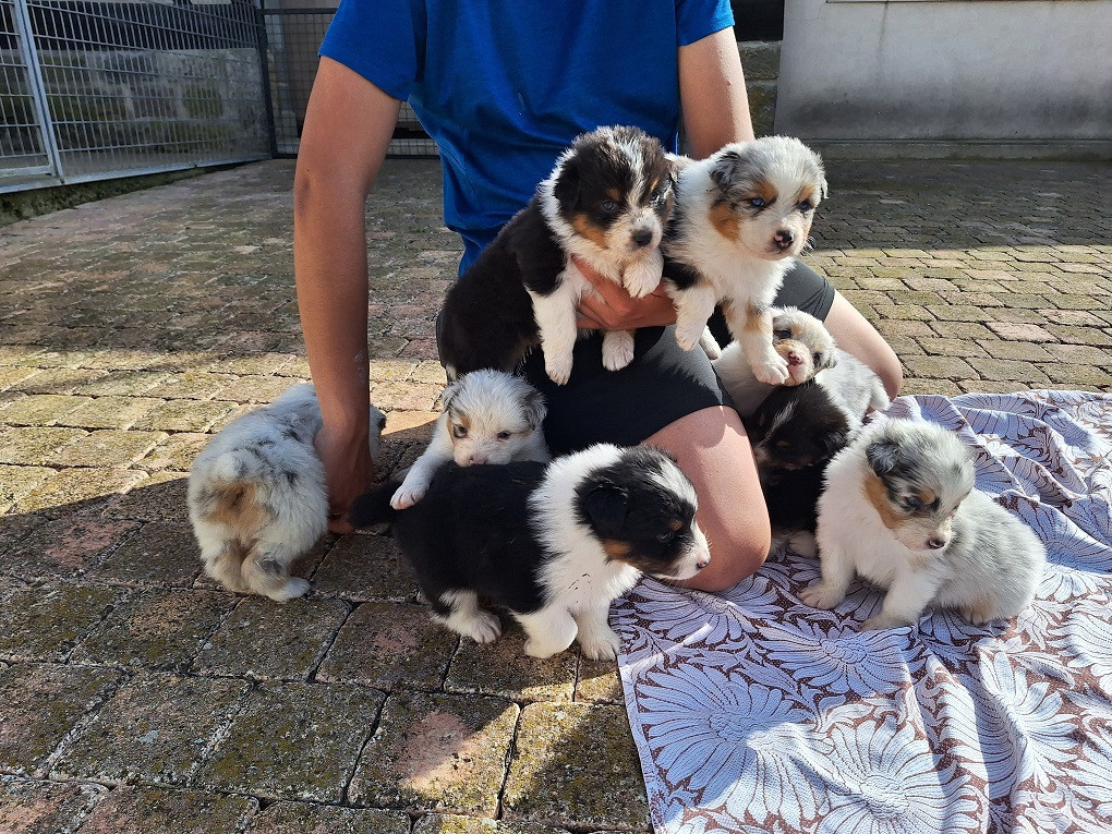 Berger Australien - Of darling dog