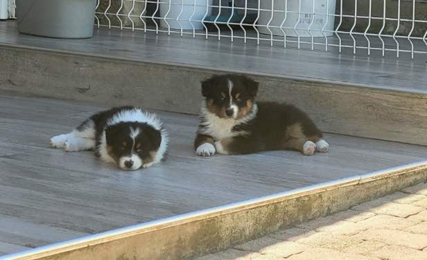 Chiot N°3