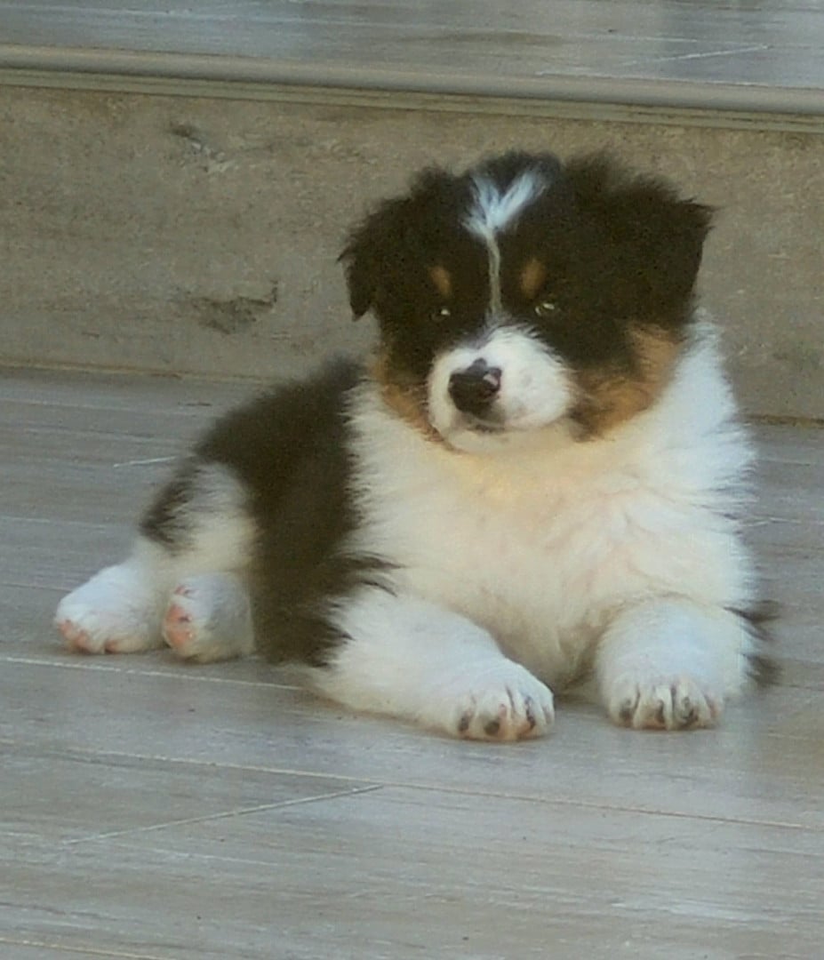 Chiot N°7