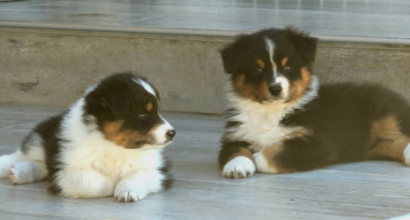 Chiot N°7