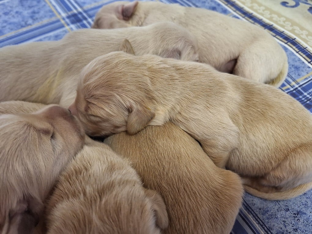 Chiot N°1 - Golden Retriever