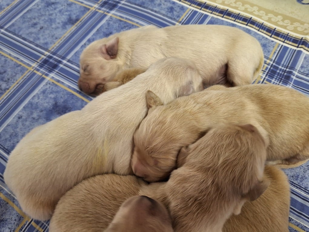 Chiot N°3 - Golden Retriever