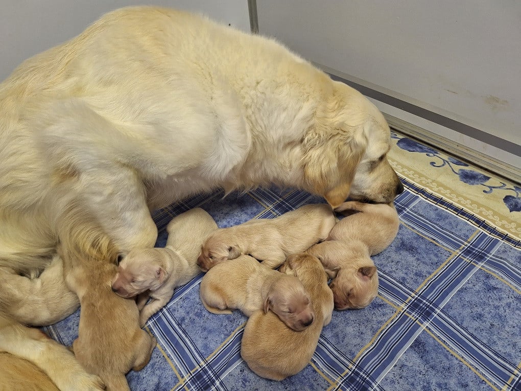 Chiot N°4 - Golden Retriever