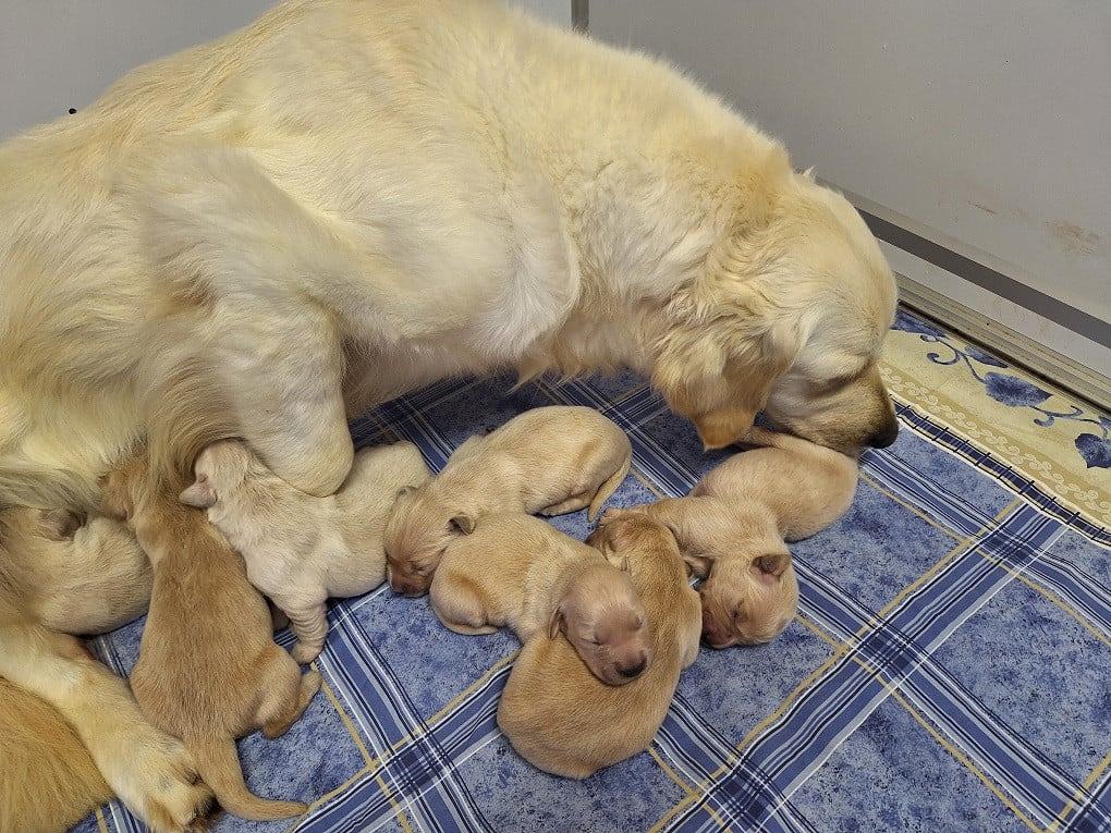Chiot N°5 - Golden Retriever