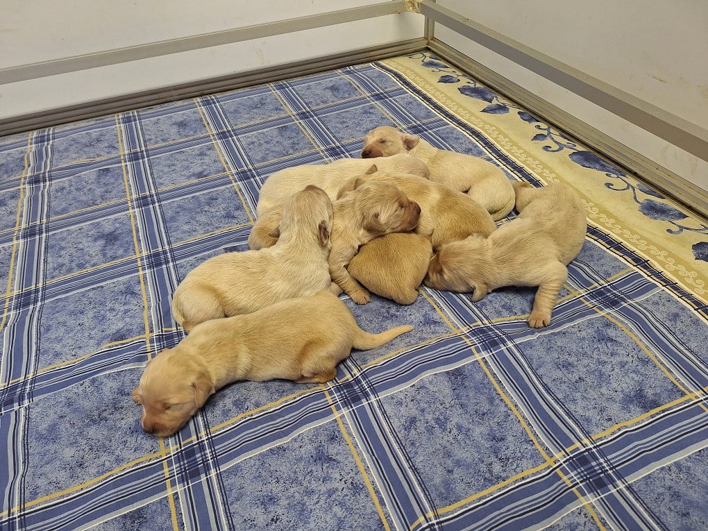 Chiot N°6 - Golden Retriever