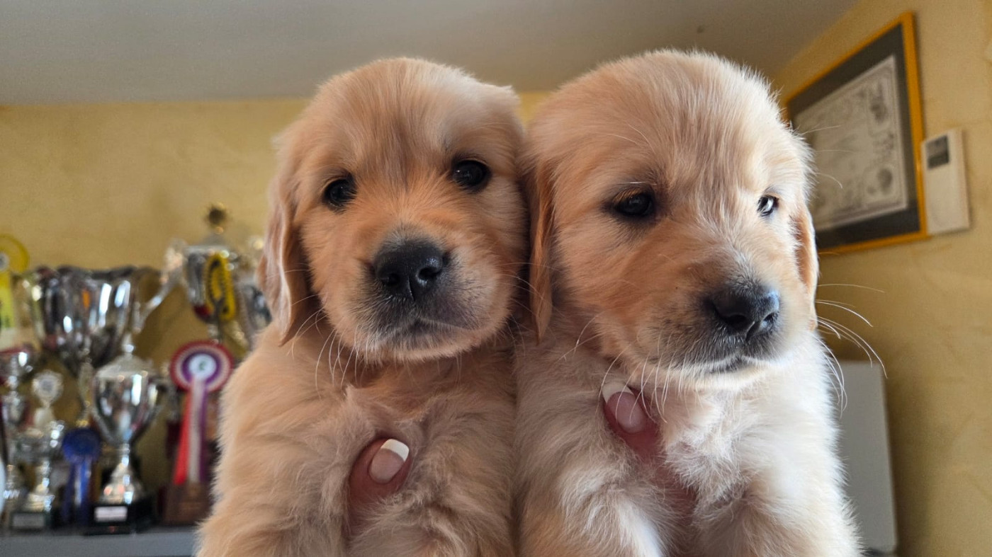 BEN OF DARLING DOG - Golden Retriever
