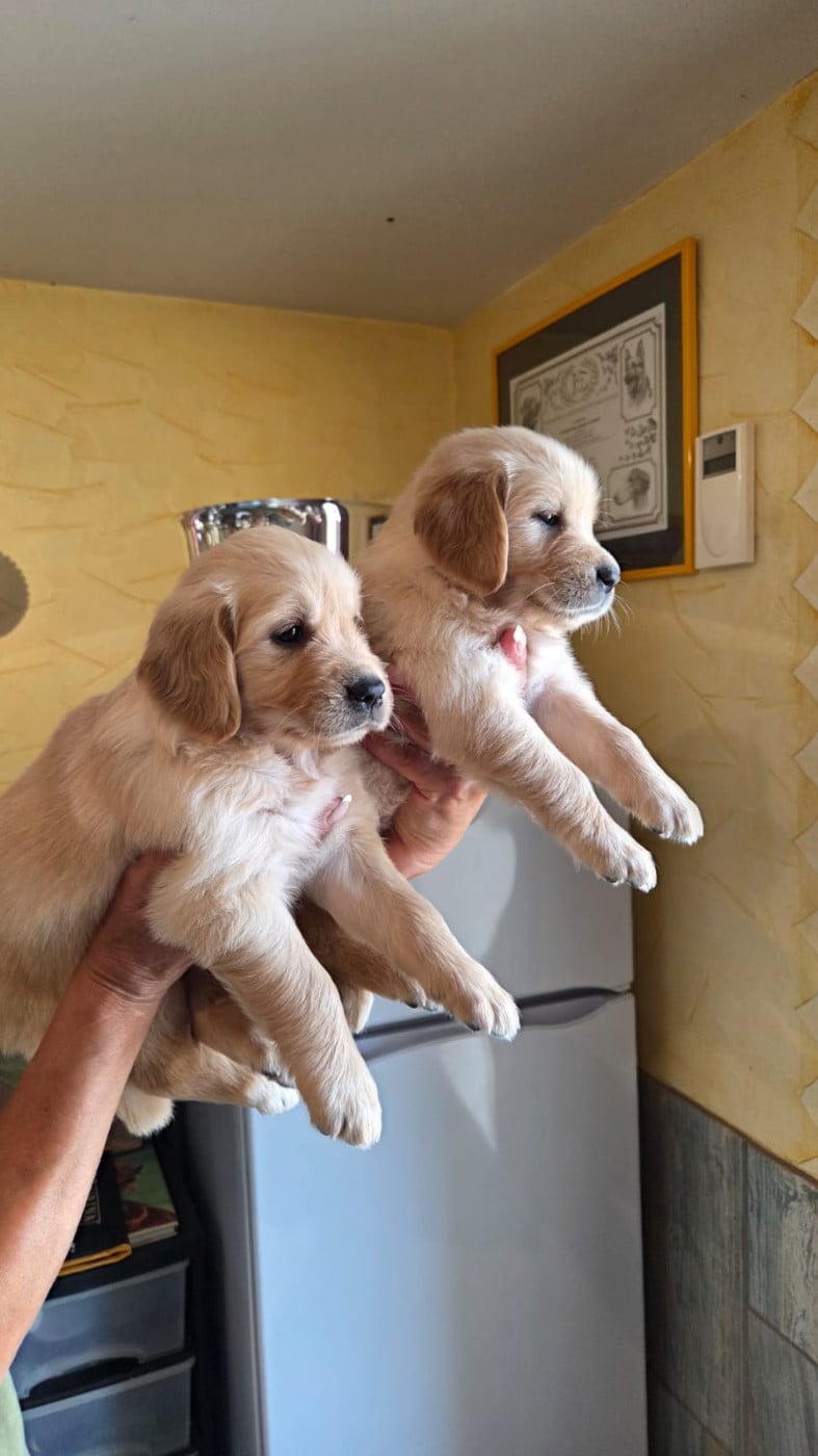 BANDIT OF DARLING DOG - Golden Retriever