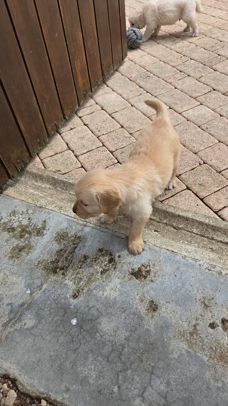 BOUNTY OF DARLING DOG - Golden Retriever