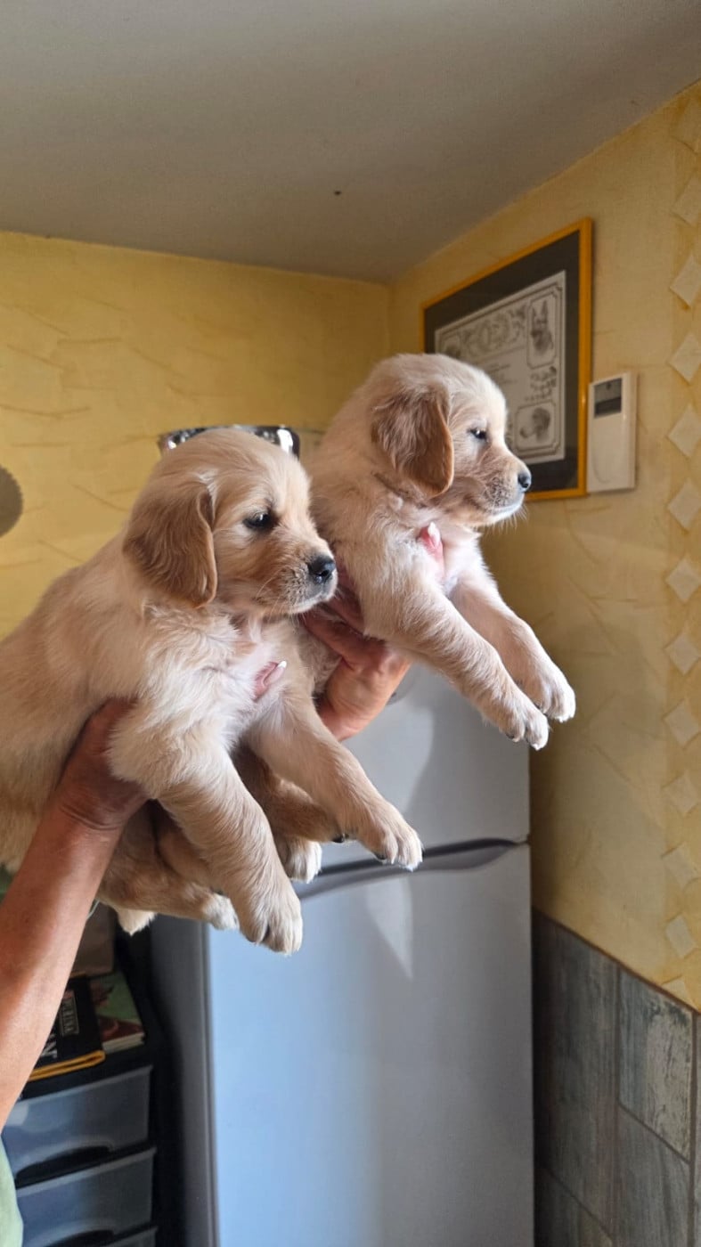 BOB OF DARLING DOG - Golden Retriever