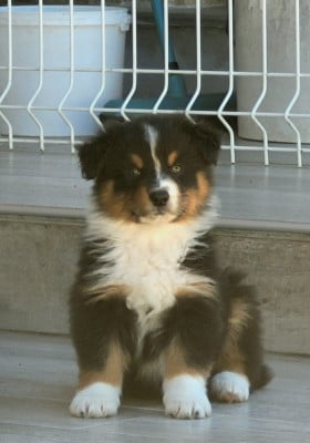 Les chiots de Berger Australien
