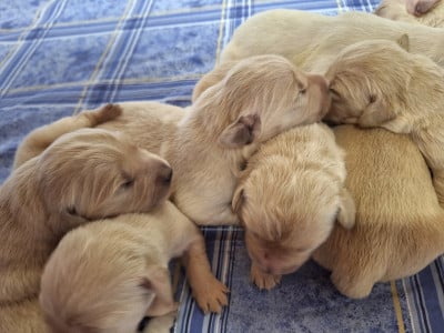 Les chiots de Golden Retriever