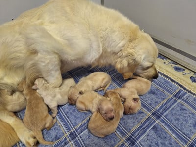 Les chiots de Golden Retriever