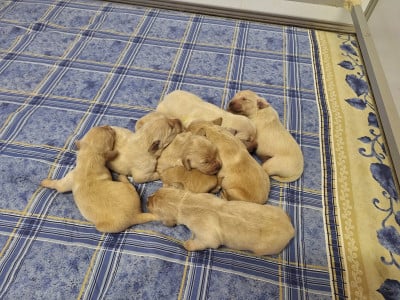 Les chiots de Golden Retriever