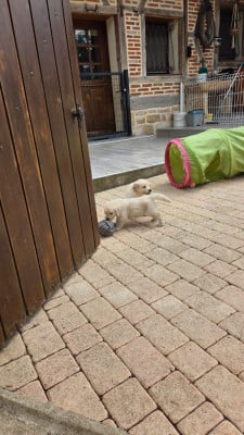 Les chiots de Golden Retriever