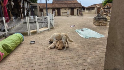 Les chiots de Golden Retriever