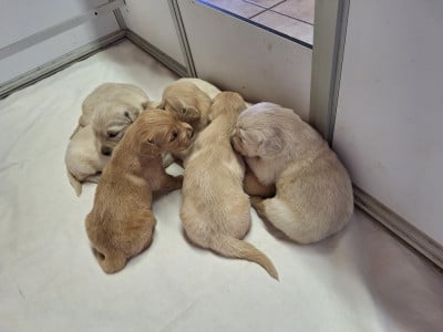 Les chiots de Golden Retriever