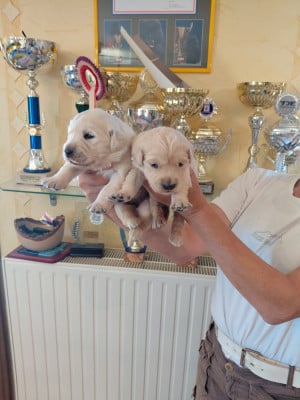 Les chiots de Golden Retriever