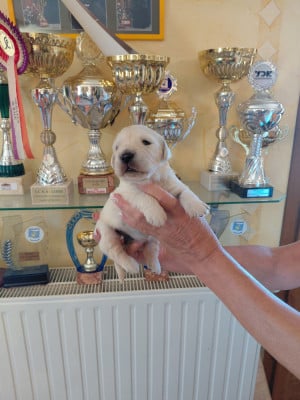 Les chiots de Golden Retriever