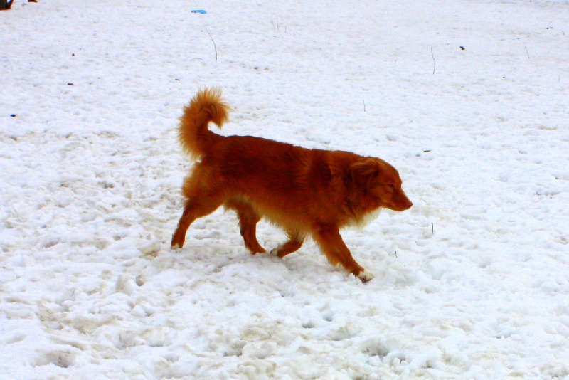 CH. tollwest 's Spicy Tollchester rn cgn