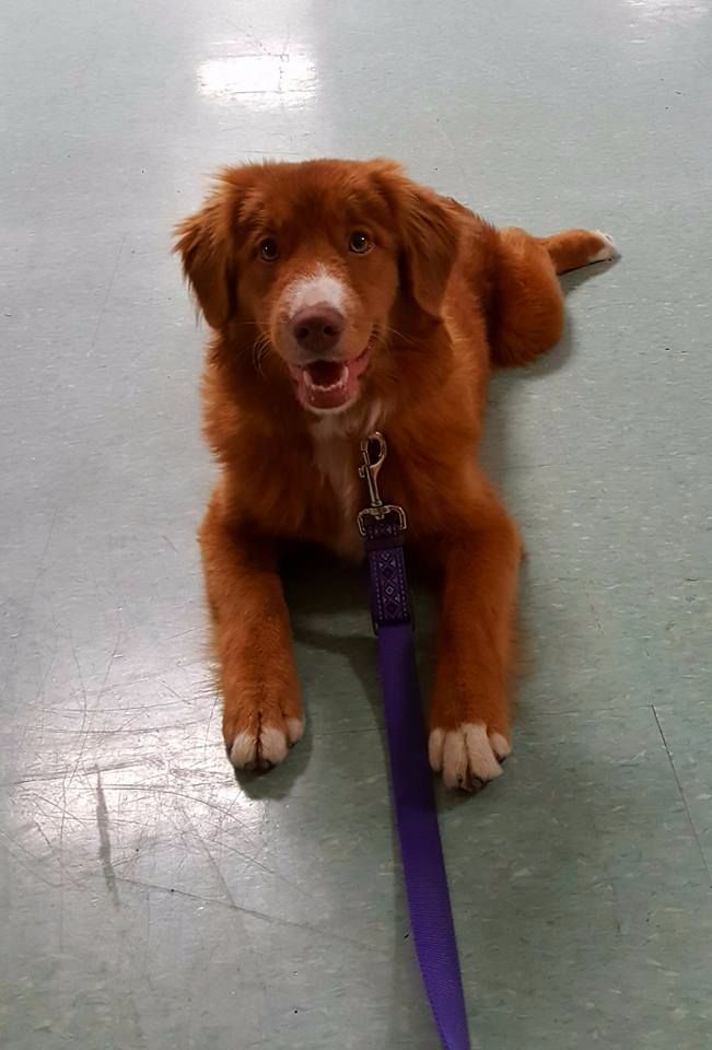 CH. Tuffntendr Hotel Room Sassy