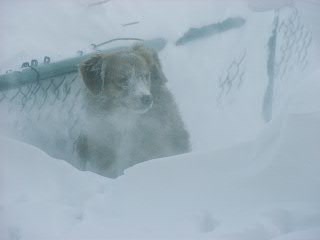 CH. beinnbhreagh 's Rumble Red Rumor